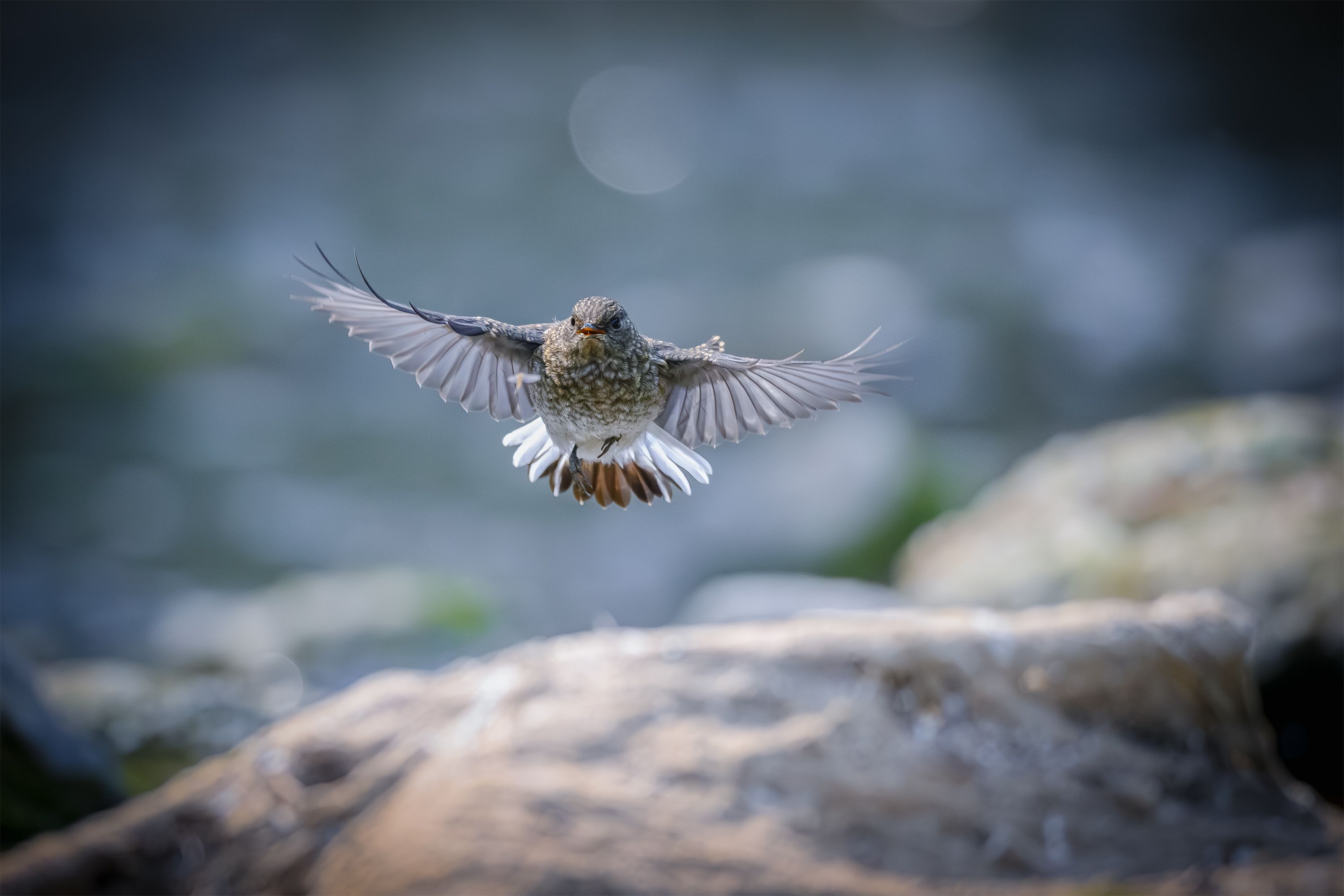 Close-up of a Bird in Flight with Open Wings · Free Stock Photo
