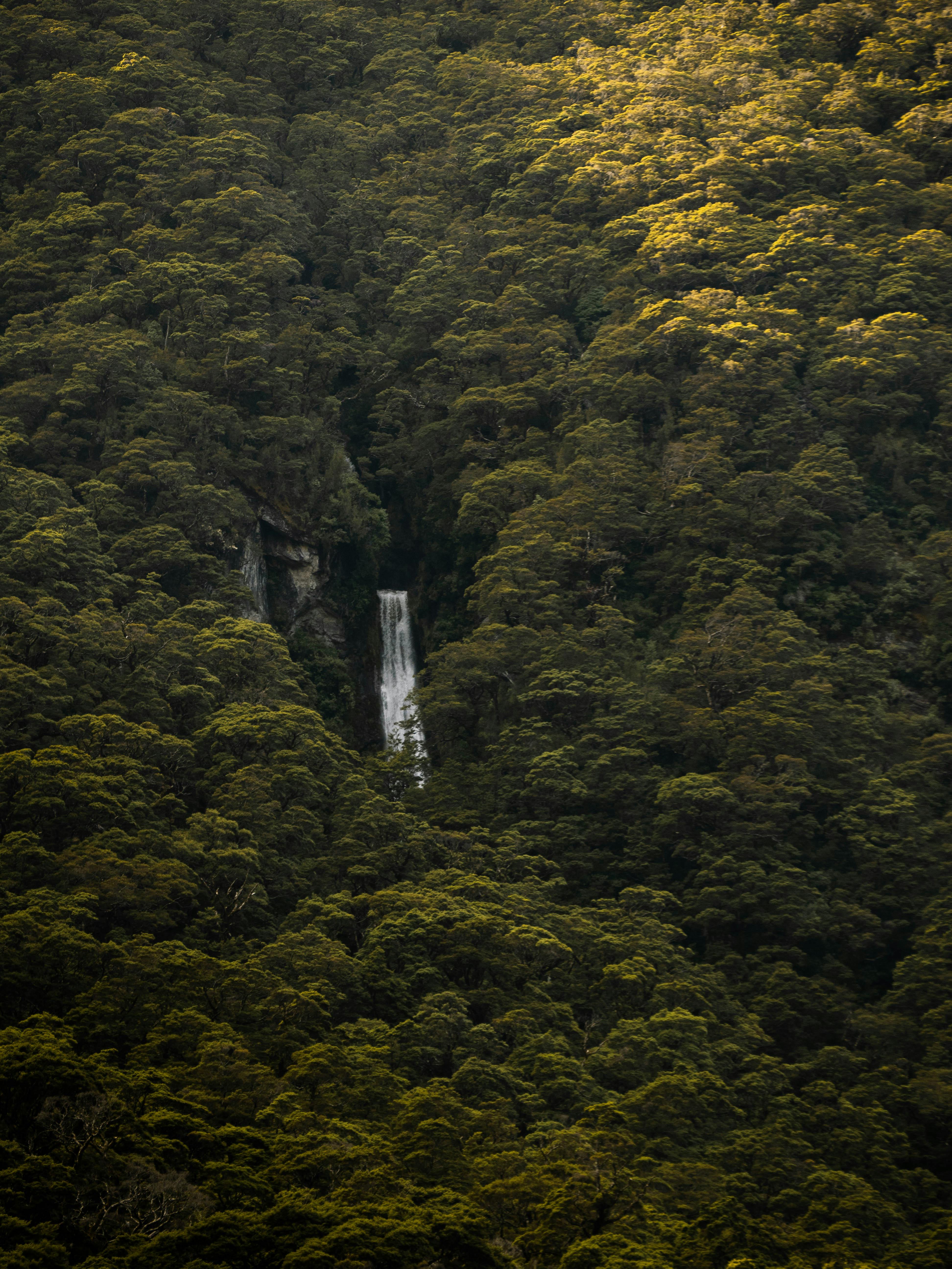 A hidden waterfall cascading through a lush, dense forest, captured in natural light.