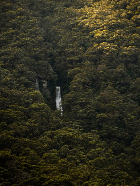 A hidden waterfall cascading through a lush, dense forest, captured in natural light.