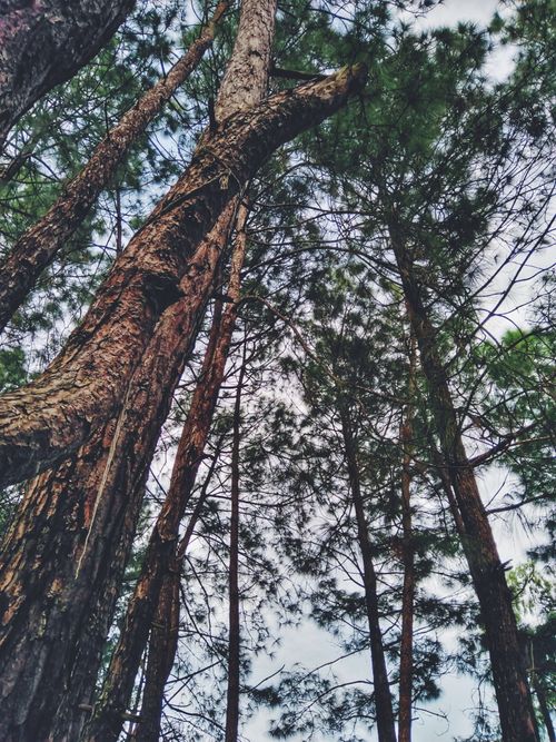 Free View of tall pine trees reaching the sky in a forest in Lalitpur, Nepal. Stock Photo
