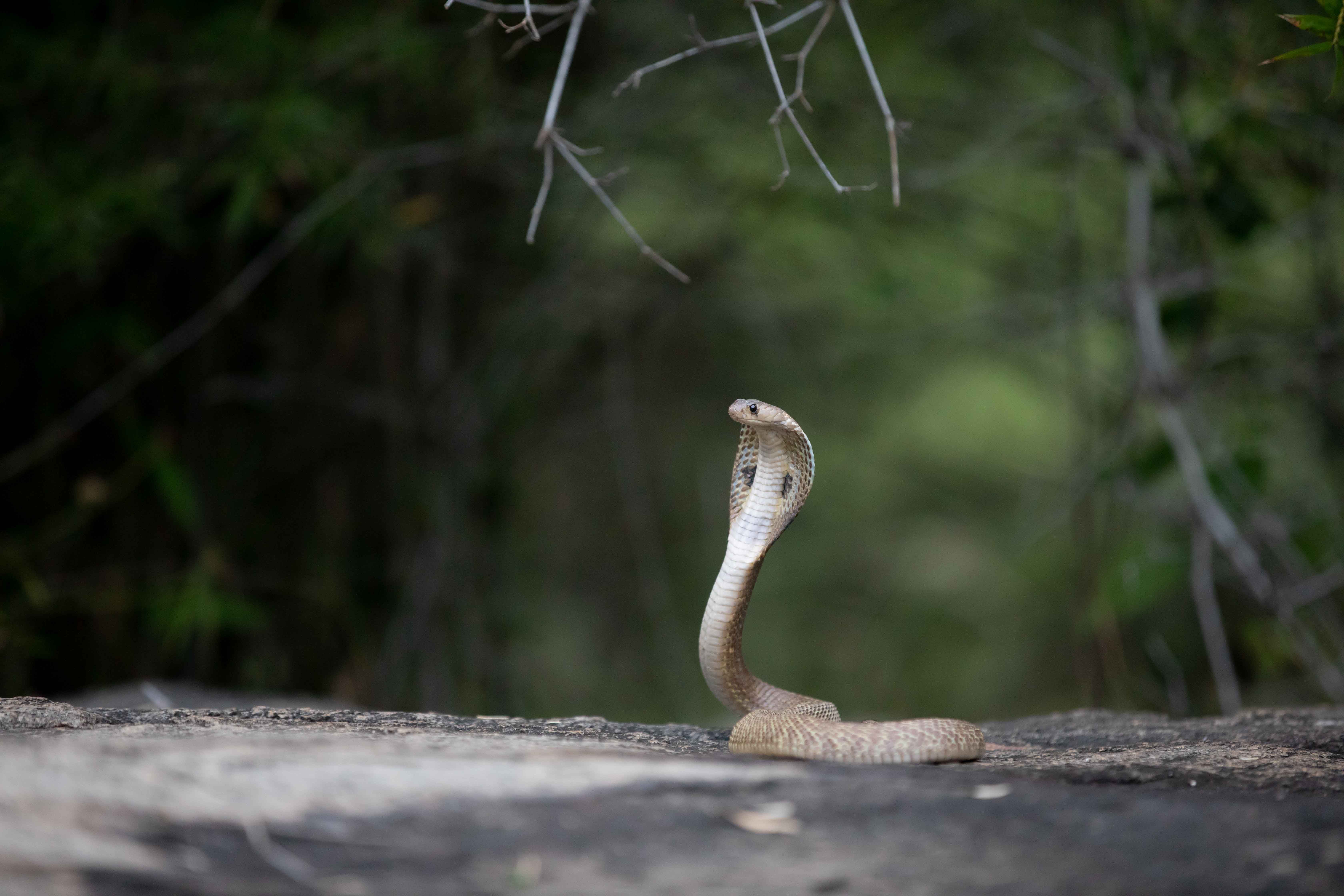 Close-up of a cobra poised on a rock with blurred forest background.