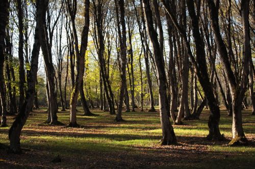 Free Tranquil forest scene with sunlight filtering through springtime trees, creating patterns on the ground. Stock Photo