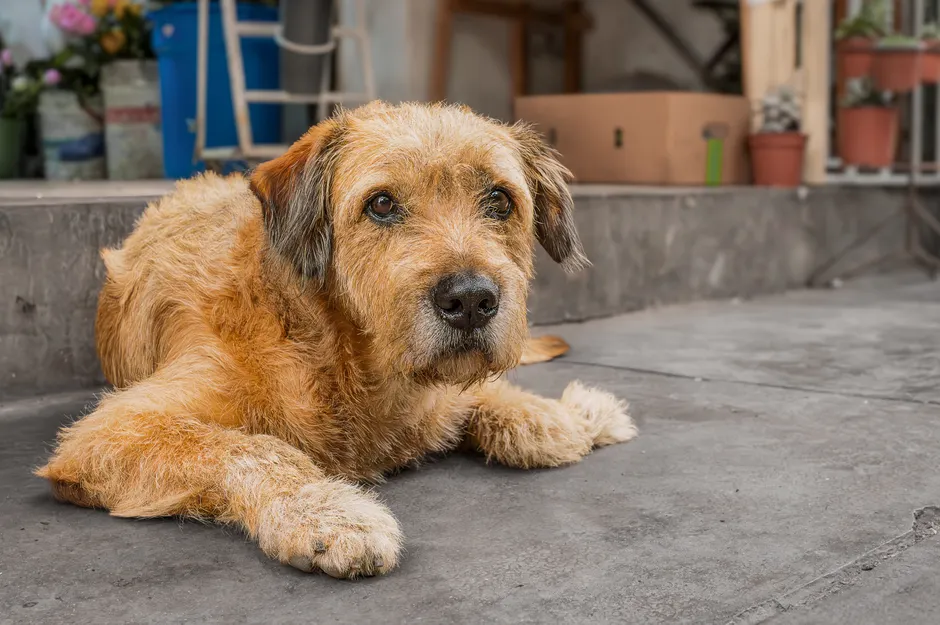dog arthritis home remedies