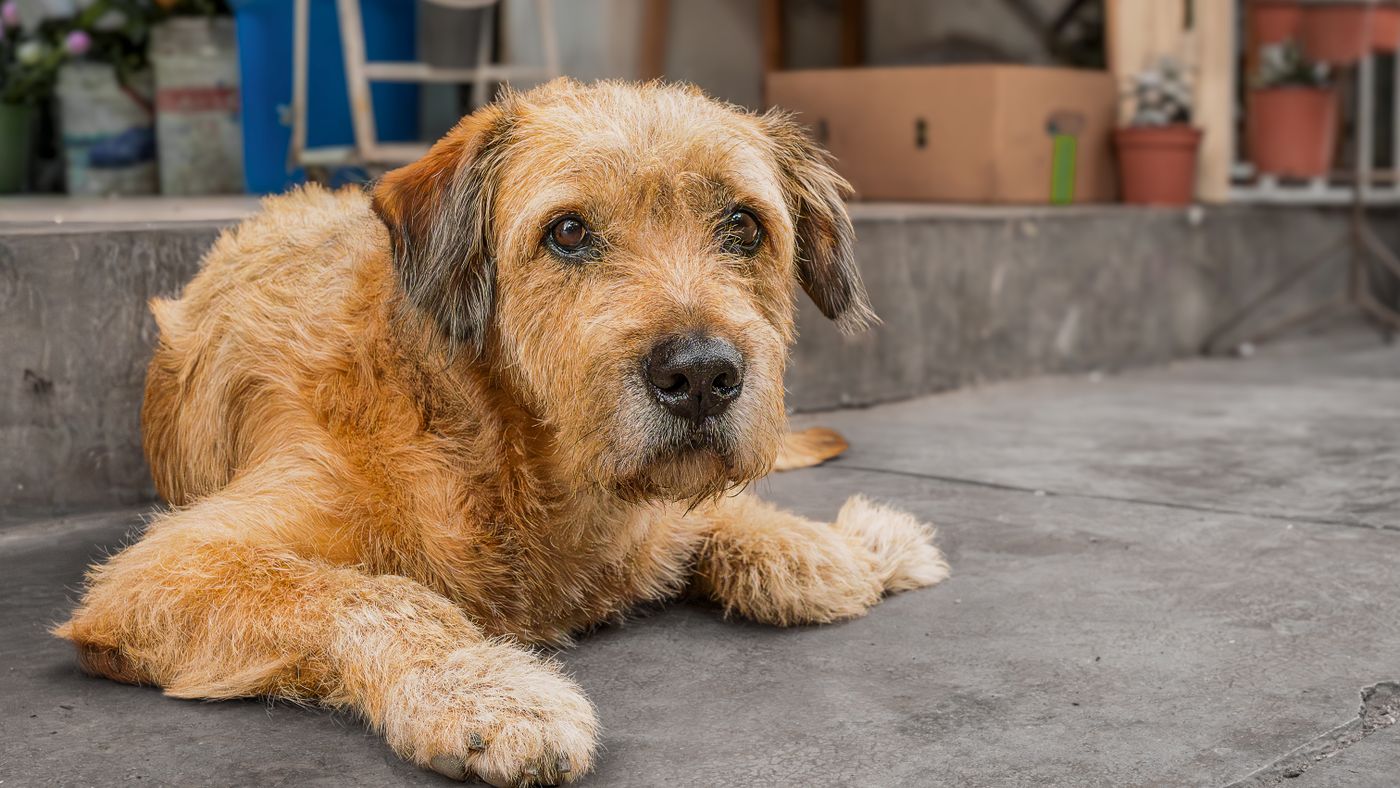 Clipping Your Dog at Home: The Mistakes I Stopped Making
