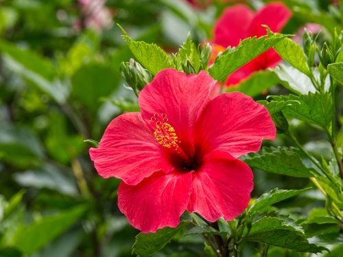 Free Close-up of a vivid red hibiscus flower against rich green leaves, capturing nature's beauty. Stock Photo