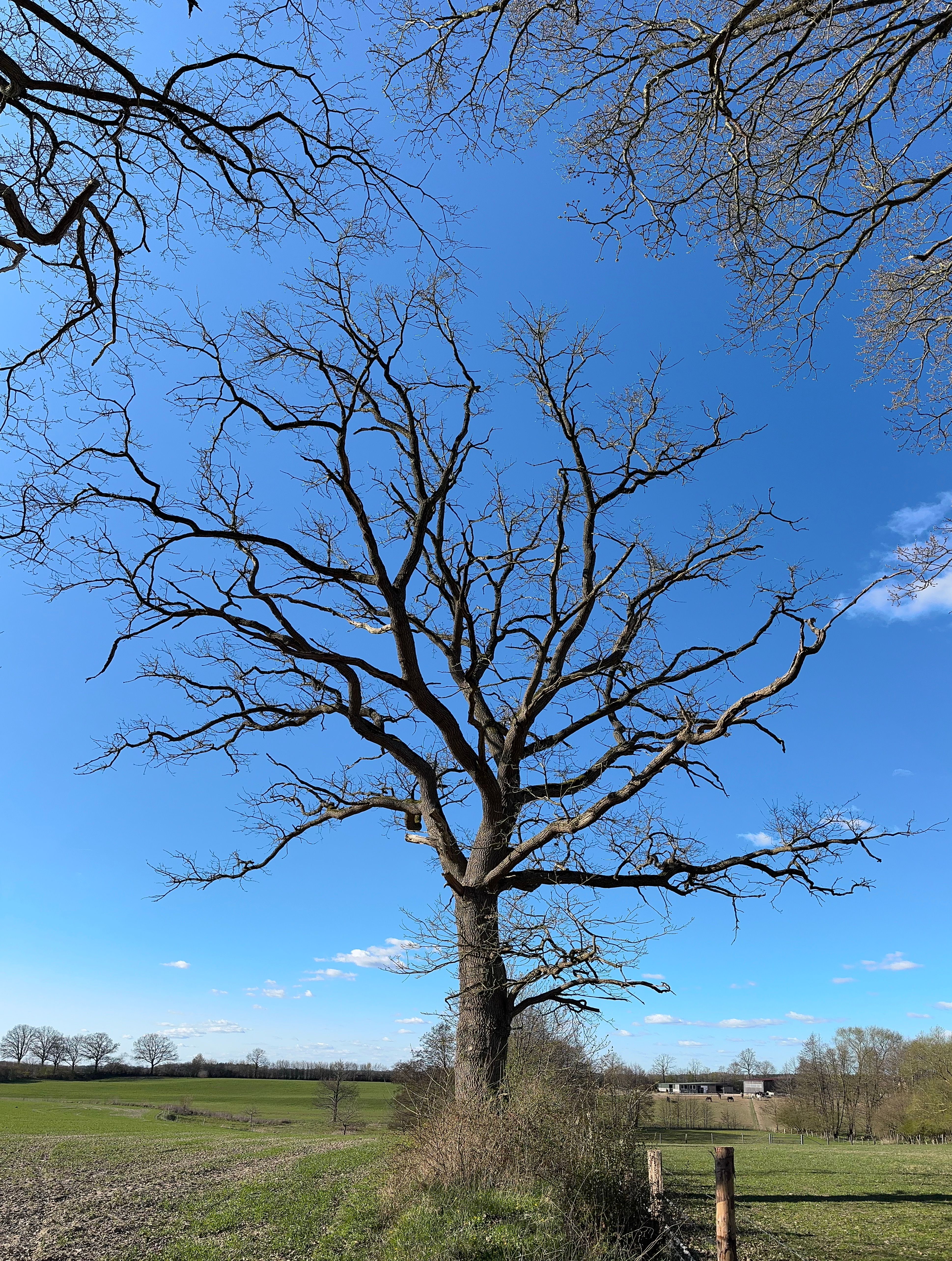 Majestic Bare Tree Against Blue Sky in Germany · Free Stock Photo