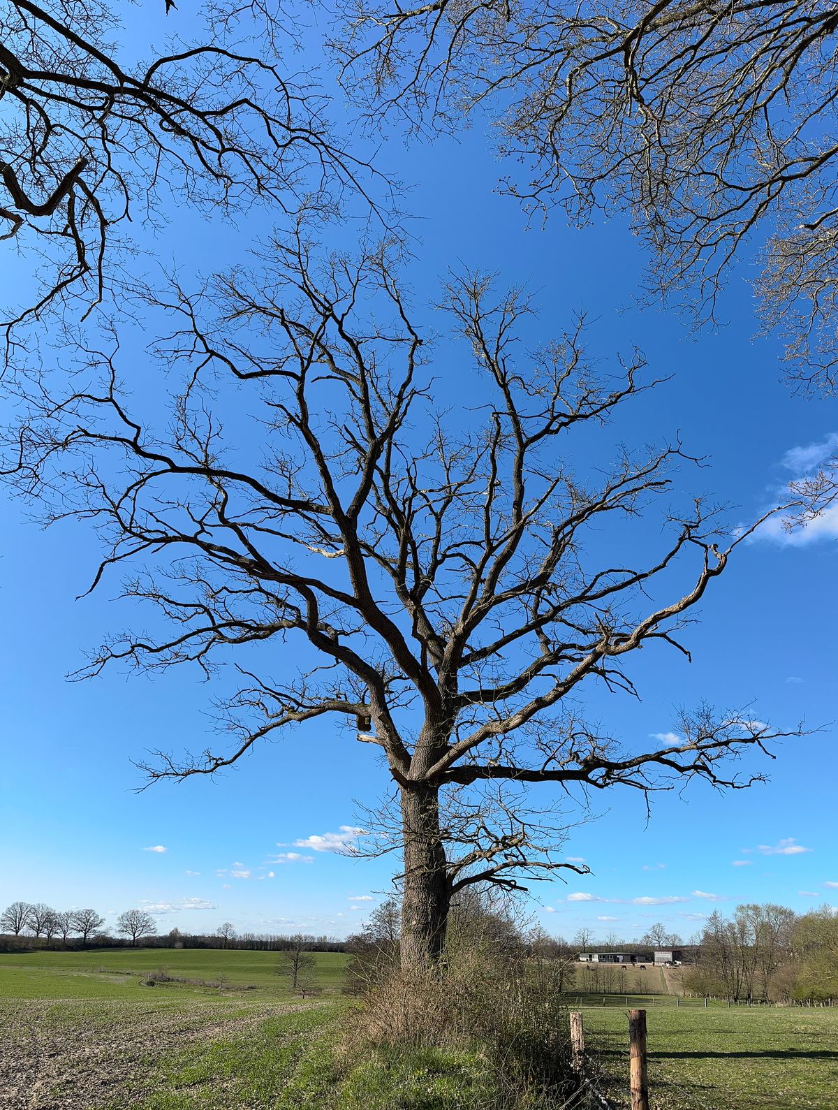 Brown Tree on Green Grass Field Under Blue Sky · Free Stock Photo