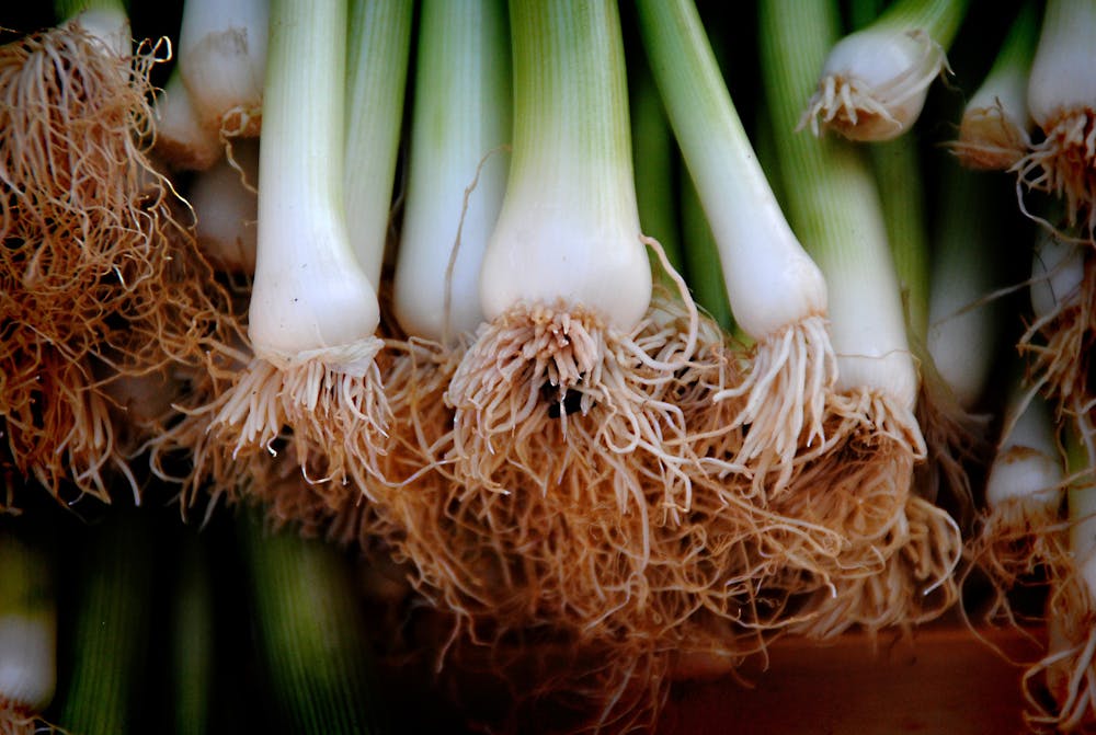 Spring Or Green Onions |The 10 Best Garden Spices You Need To Grow Now