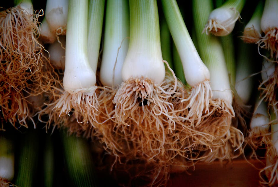 Close up of Vegetables · Free Stock Photo