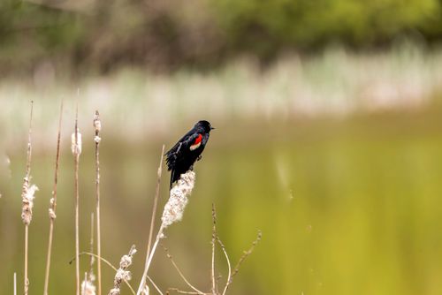 Free A Red-winged Blackbird (Agelaius phoeniceus) perched on a reed in a natural setting with blurred background. Stock Photo