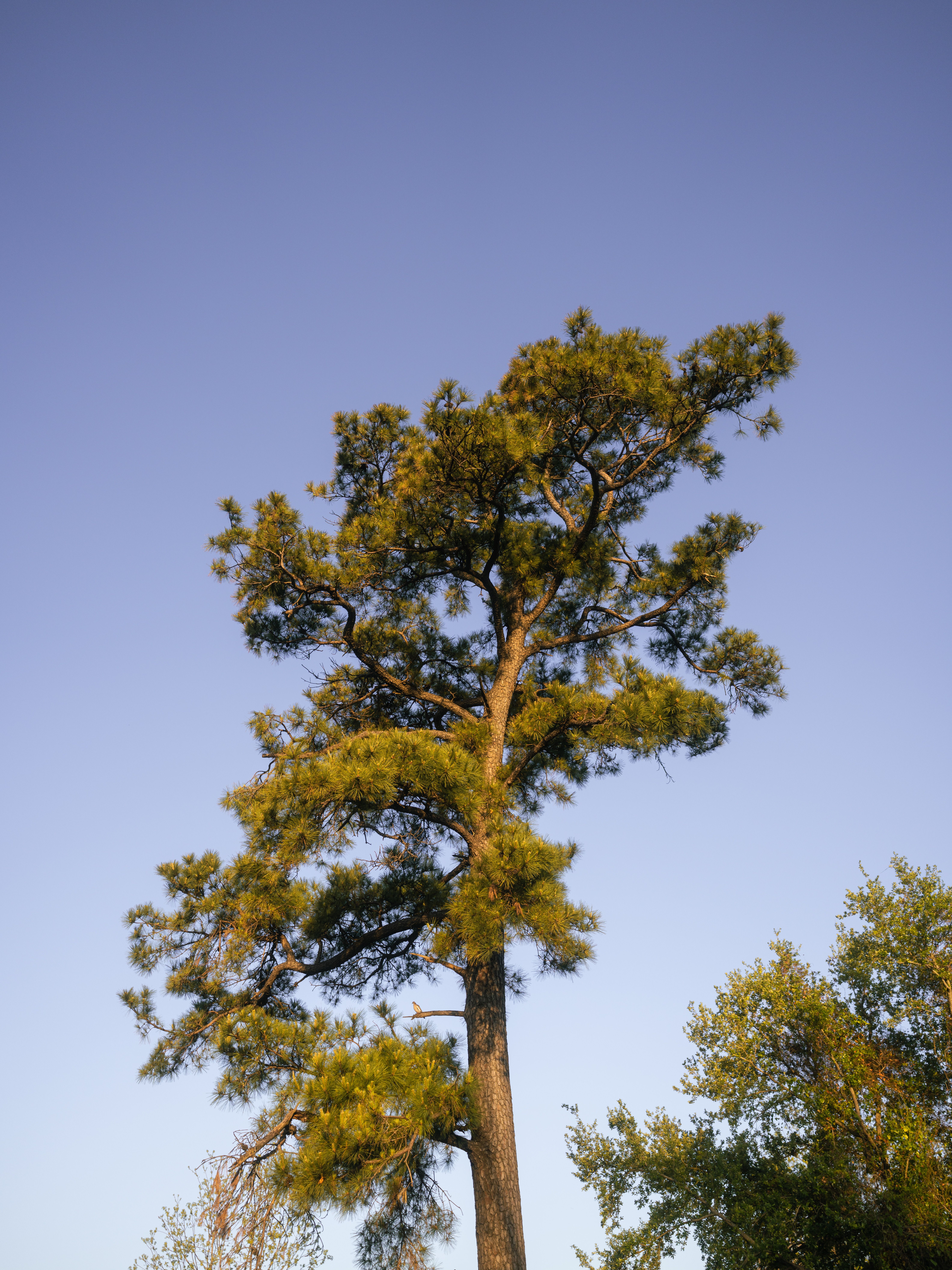 Tall Pine Tree Against Clear Blue Sky in Spring · Free Stock Photo