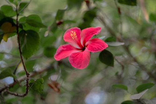 Free Close-up of a vibrant red hibiscus flower surrounded by lush greenery. Stock Photo