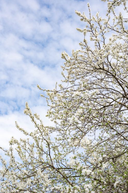 Free Vibrant spring blossoms on a tree under a blue sky, symbolizing renewal. Stock Photo