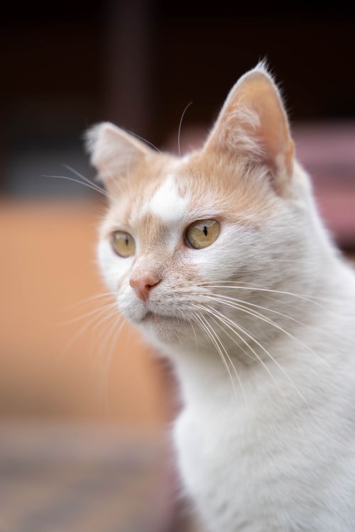 Free Serene close-up of a white and orange domestic cat with focus on eyes outdoors. Stock Photo