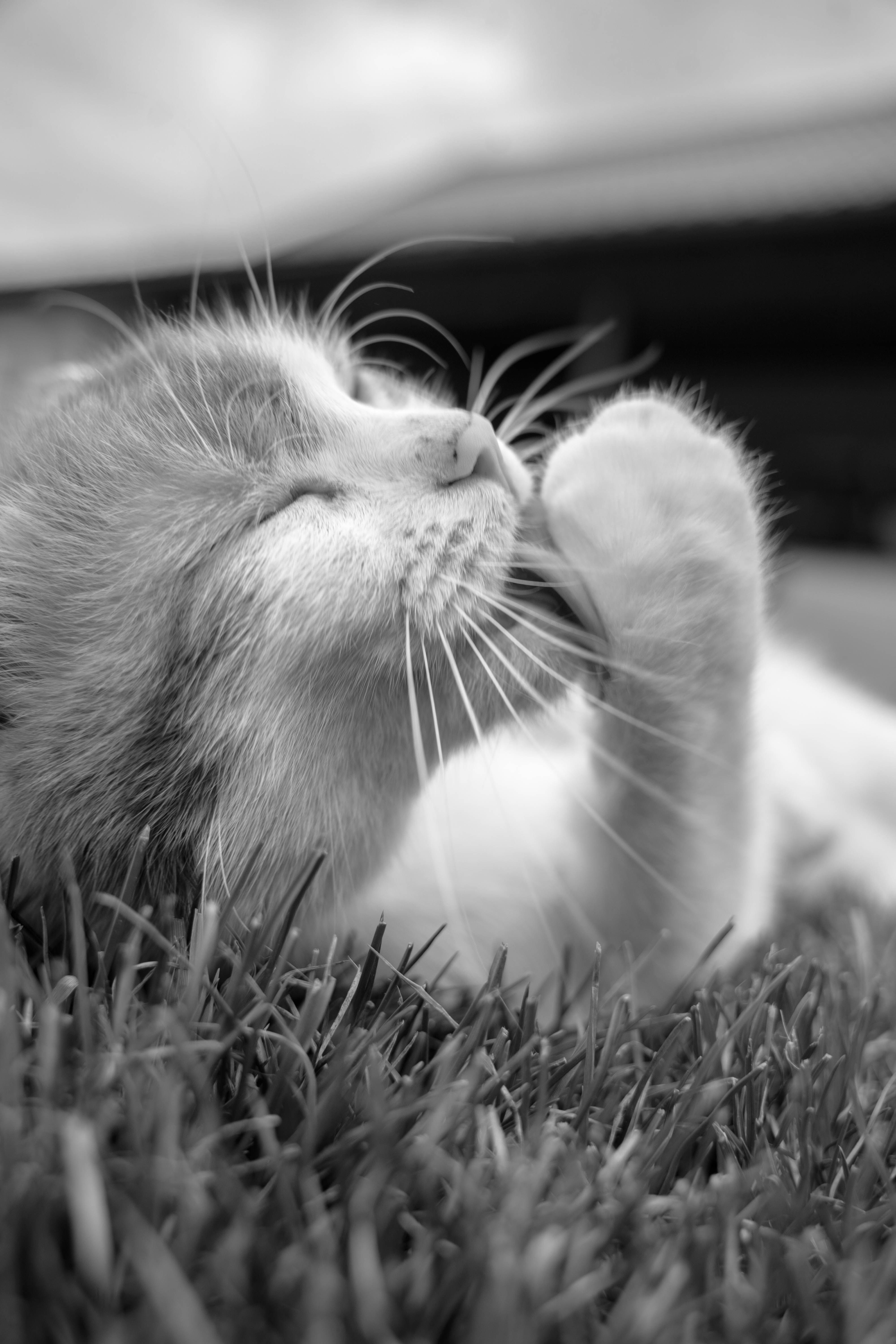 Adorable Cat Relaxing on Grass in Black and White · Free Stock Photo