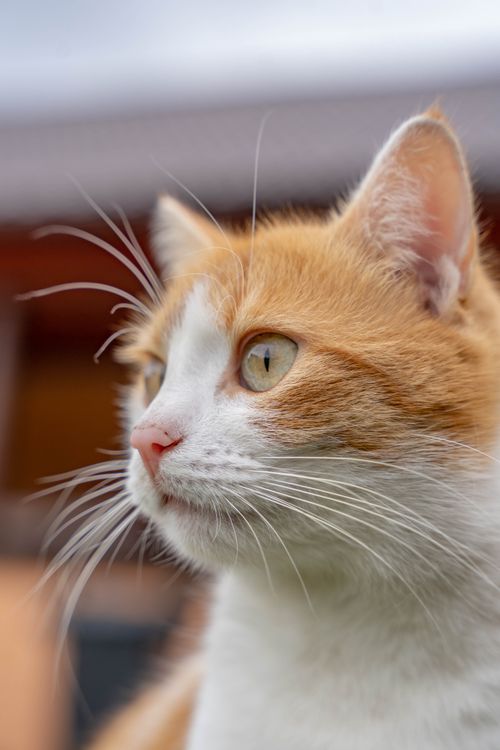 Free Detailed close-up of a ginger and white cat gazing outdoors, showcasing its vibrant eyes and whiskers. Stock Photo