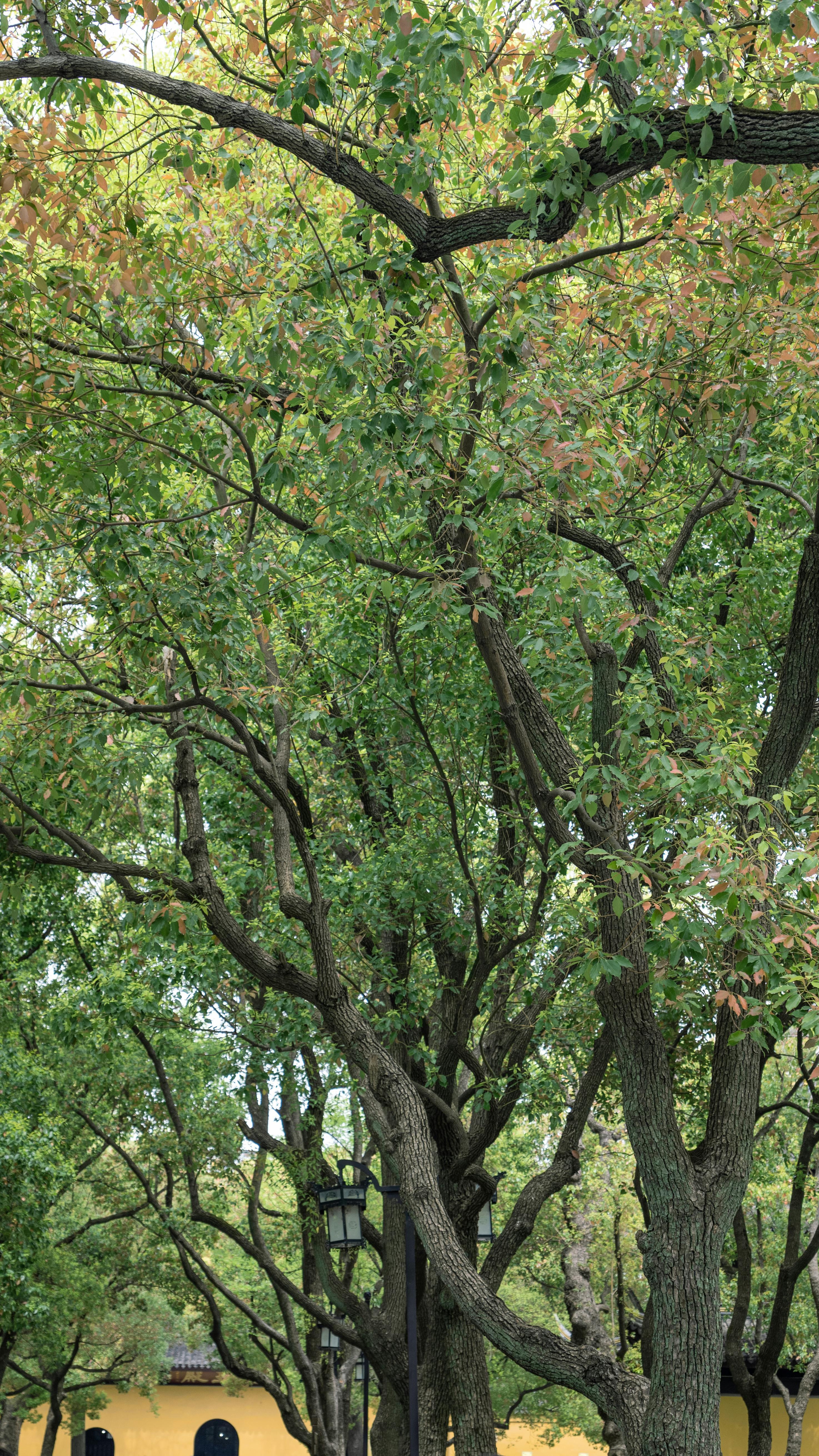 Lush green trees with sunlight filtering through, creating a serene park atmosphere.