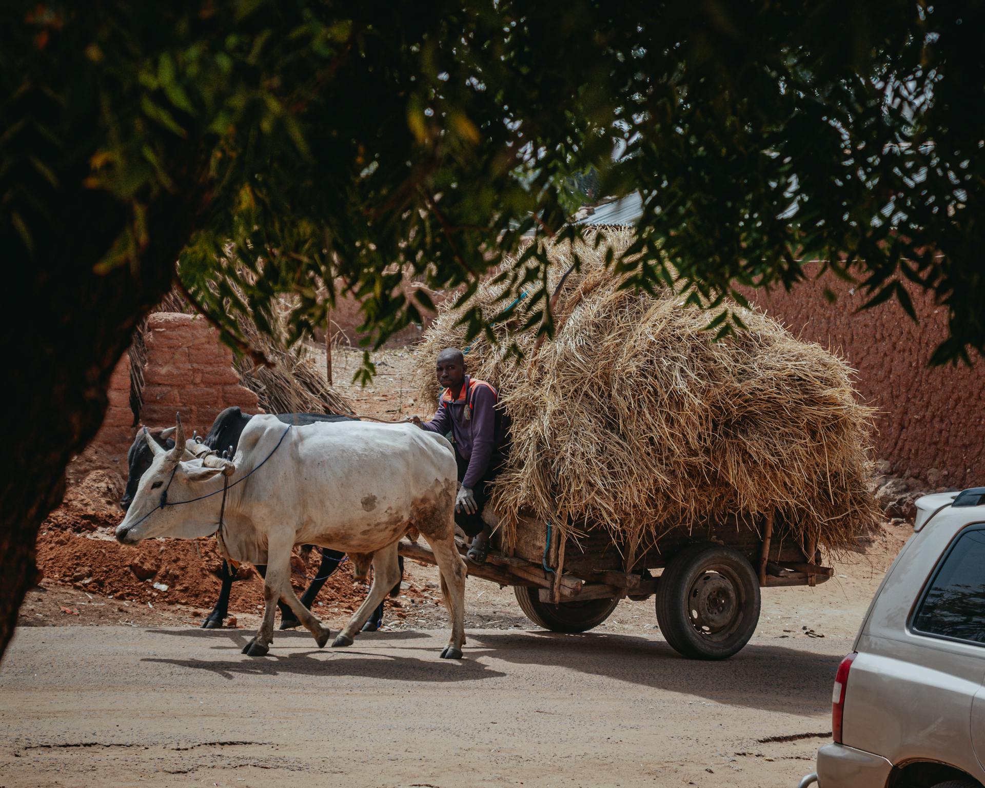A man transports hay using a traditional bull cart in Jigawa, Nigeria.