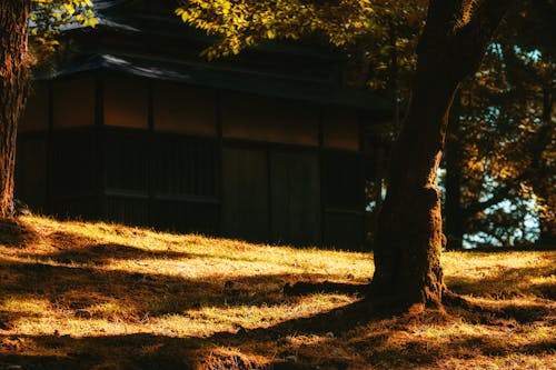 Free stock photo of autumn, autumn color, brunch