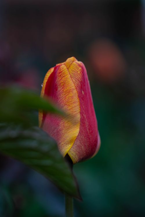 Free Beautiful close-up of a red and yellow tulip bud against a dark, blurred background. Stock Photo