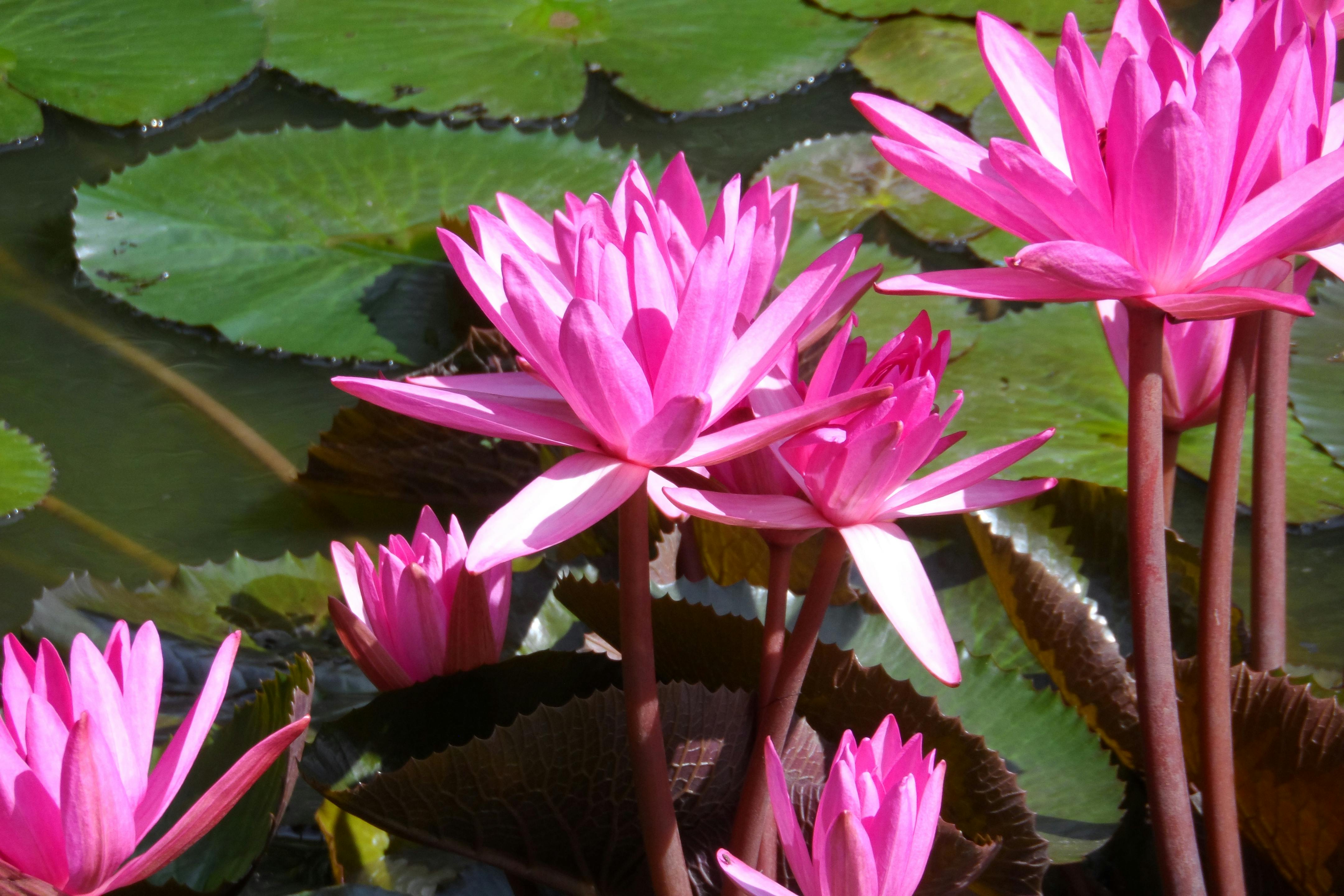Yungas Bolivianas: Horticultura, Agua y Control Biológico