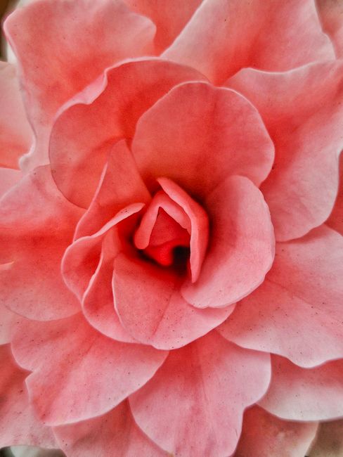 Detailed close-up of a blooming pink rose showcasing its delicate layers.