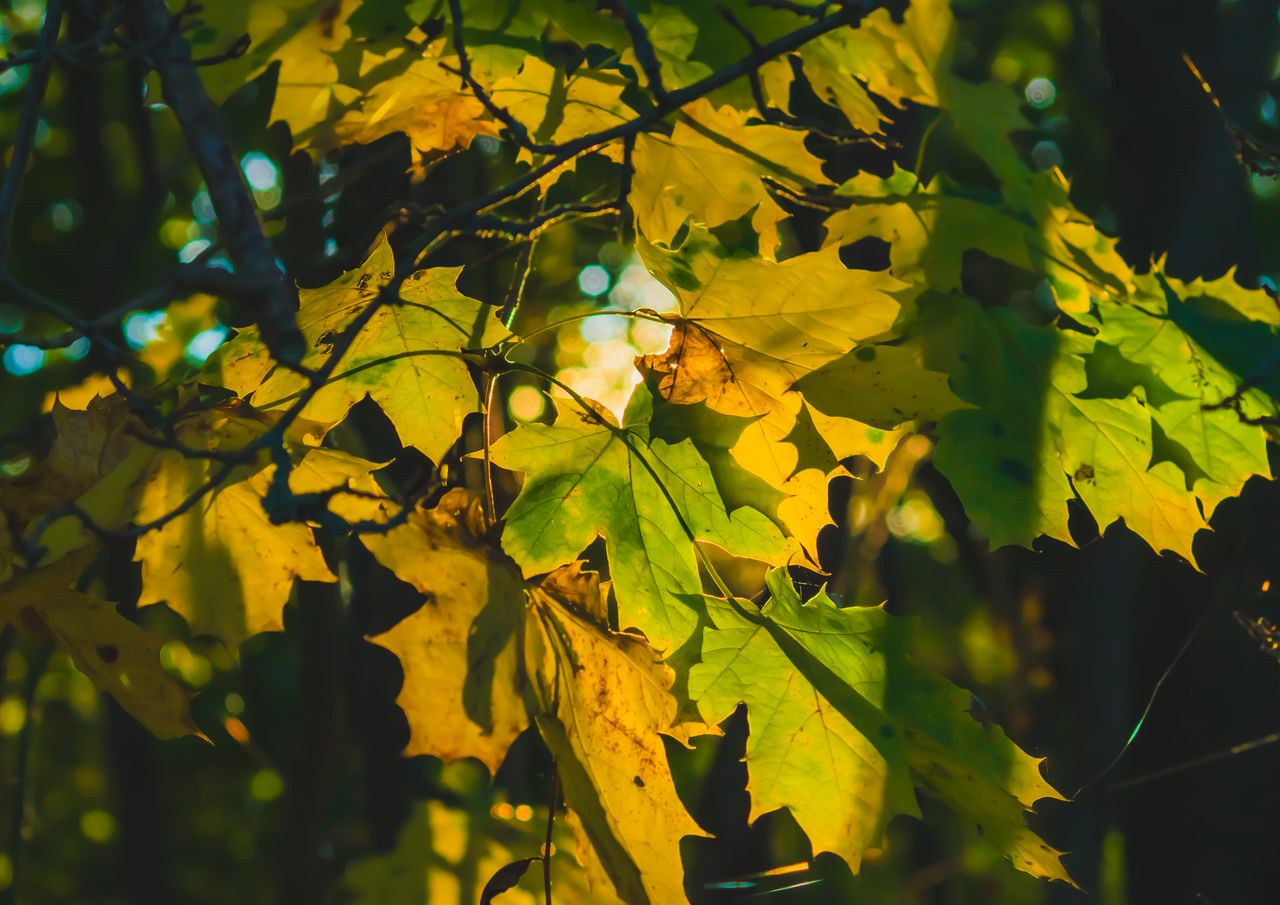 close up of autumn leaves in the sun showcasing vibrant yellow and gre