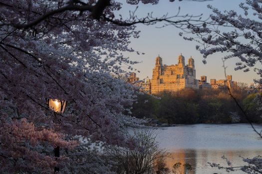 Cherry blossoms framing a historic skyline at sunset, reflecting in a Central Park lake.