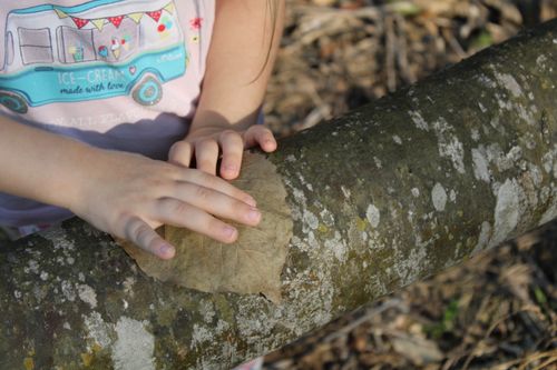 Free A child places a leaf on a tree trunk, enjoying nature in a sunny Bolivian forest. Stock Photo
