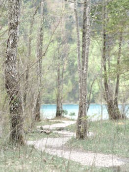Serene path through forest near Ebensee Lake in Austria during springtime.