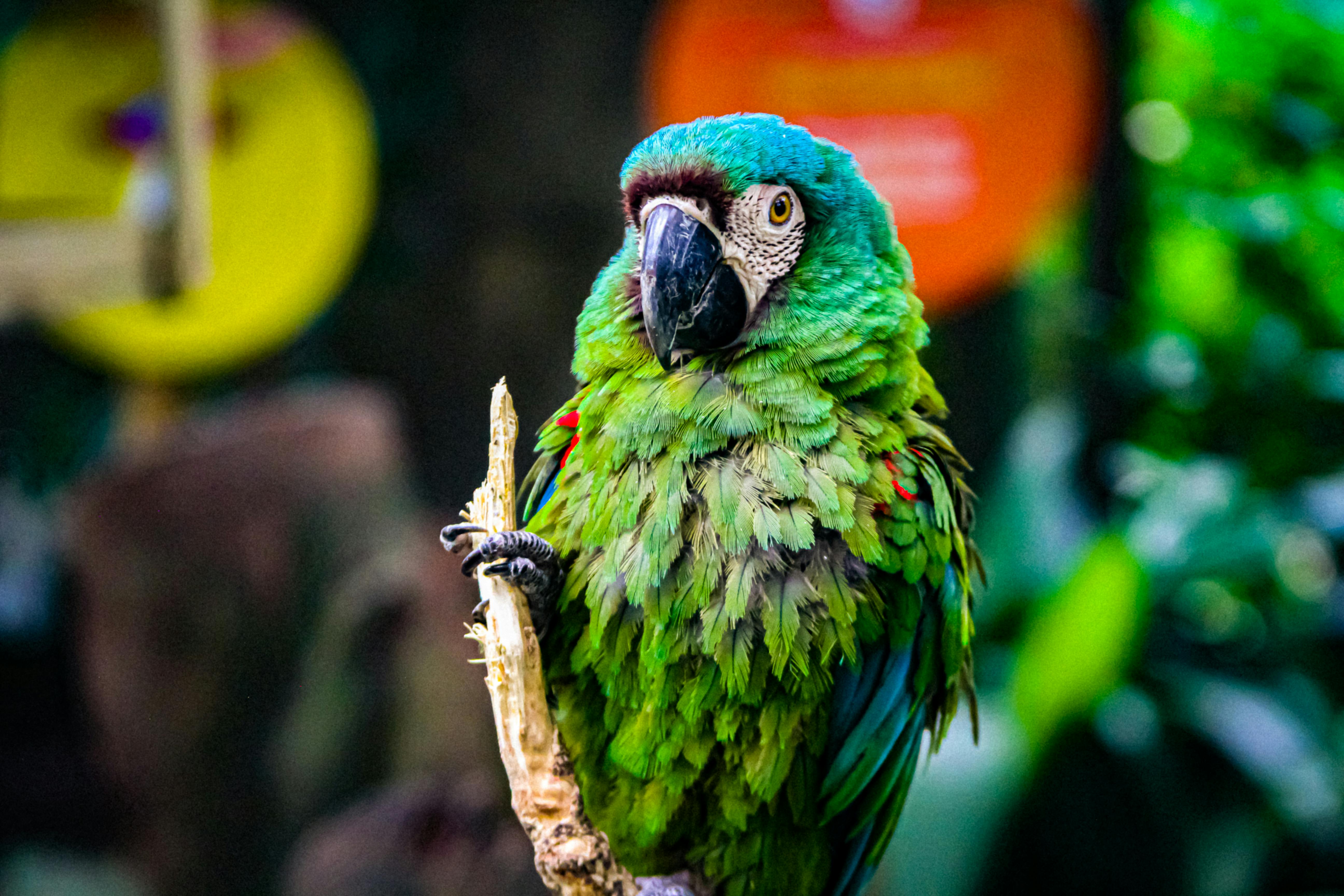A captivating green macaw on a perch in Medellín, Colombia showcasing its vibrant plumage.