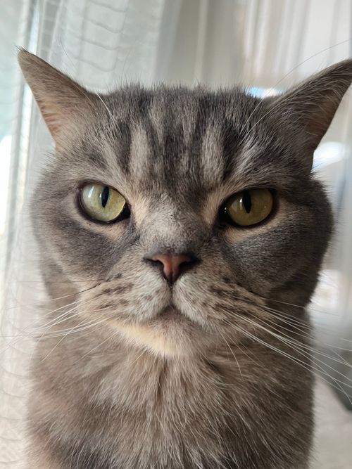 Free Detailed close-up portrait of a gray British Shorthair cat with striking yellow eyes. Stock Photo