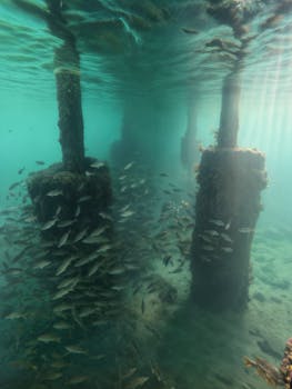 Underwater scene of fish around pier pillars in Santa Marta, Colombia.