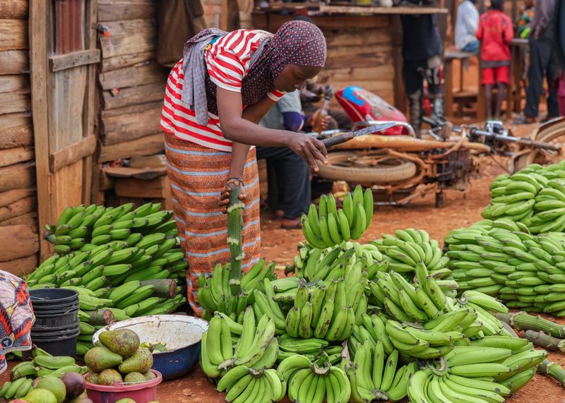 banana harvest, representative of Kurmi LGA's agricultural strength