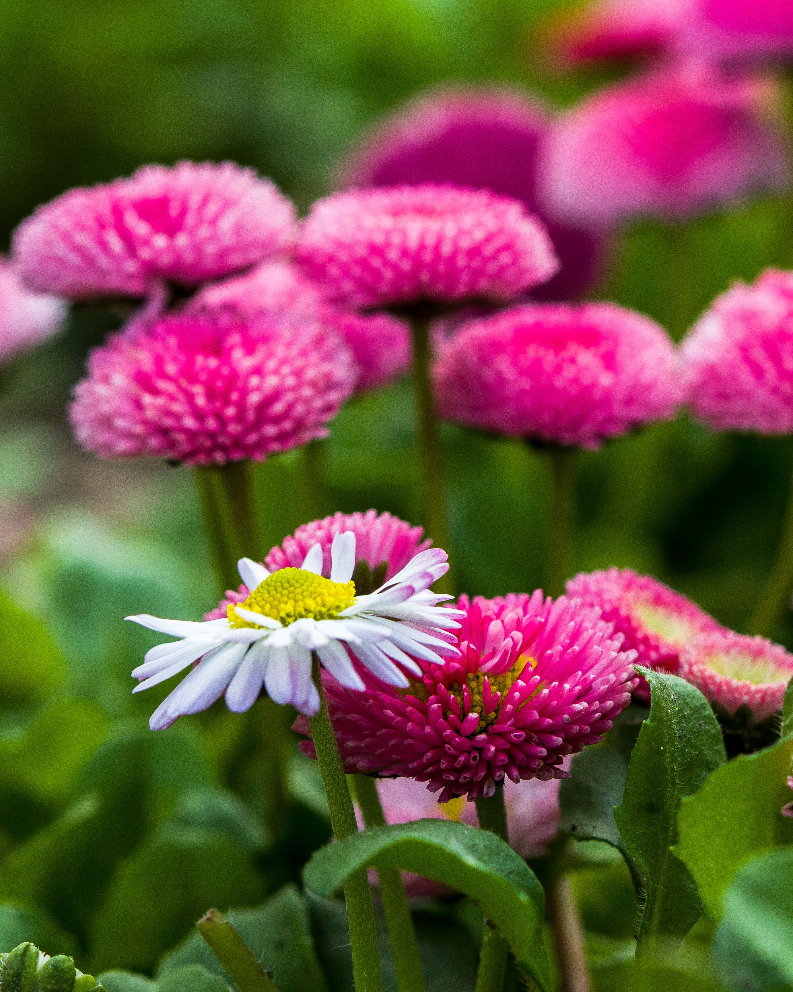 Vibrant Pink English Daisies in Bloom · Free Stock Photo
