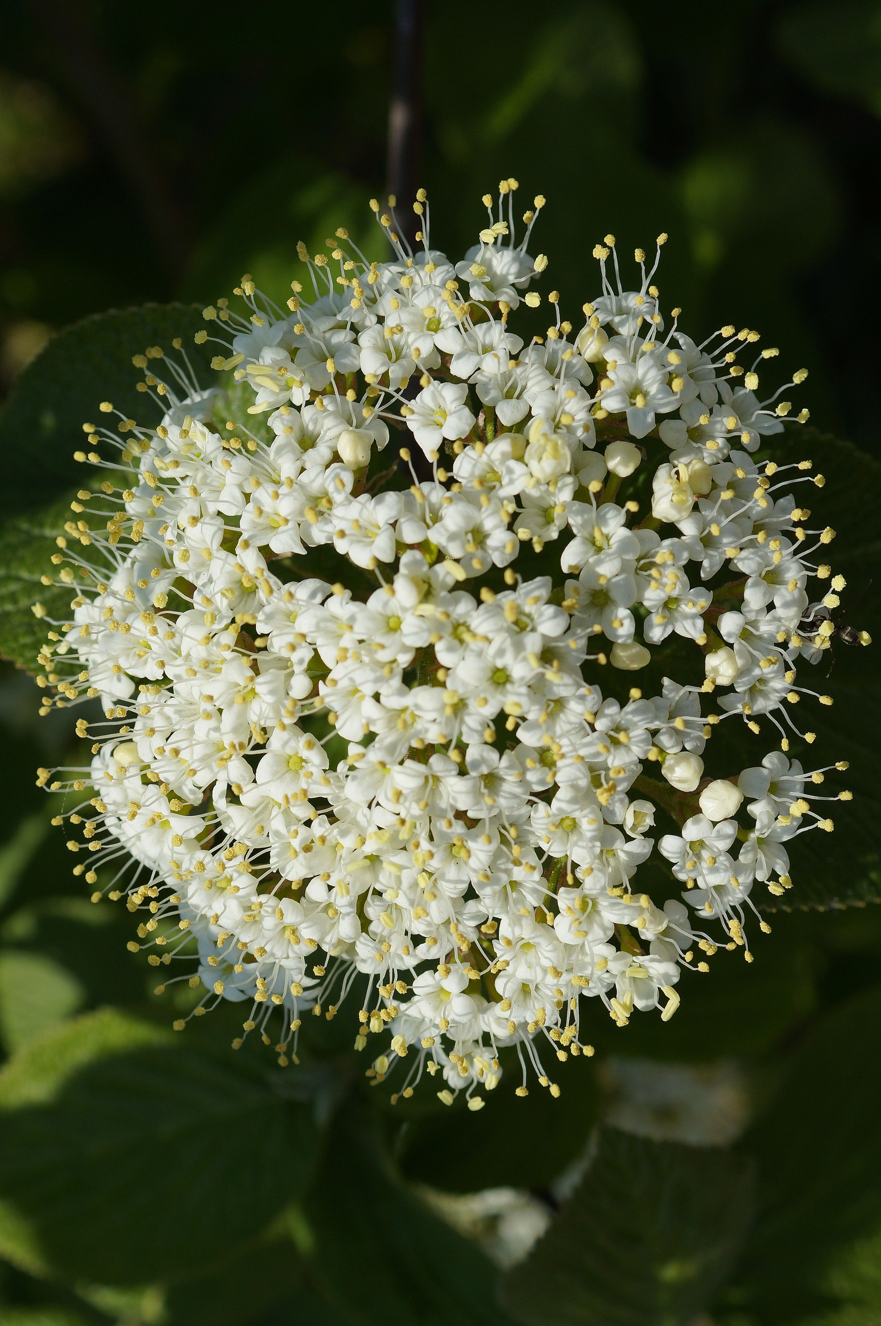 close-up-of-white-flowers-on-viburnum-lantana-bush-free-stock-photo