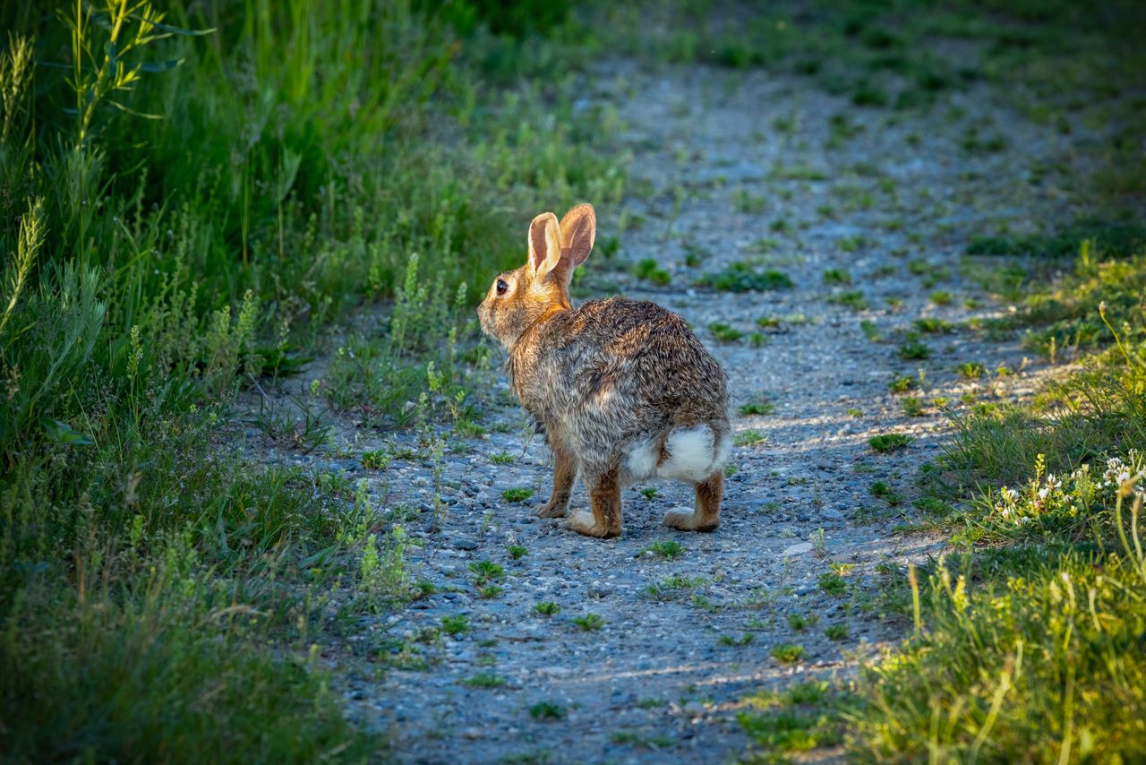 a wild rabbit on a gravel path surrounded by greenery in southborough