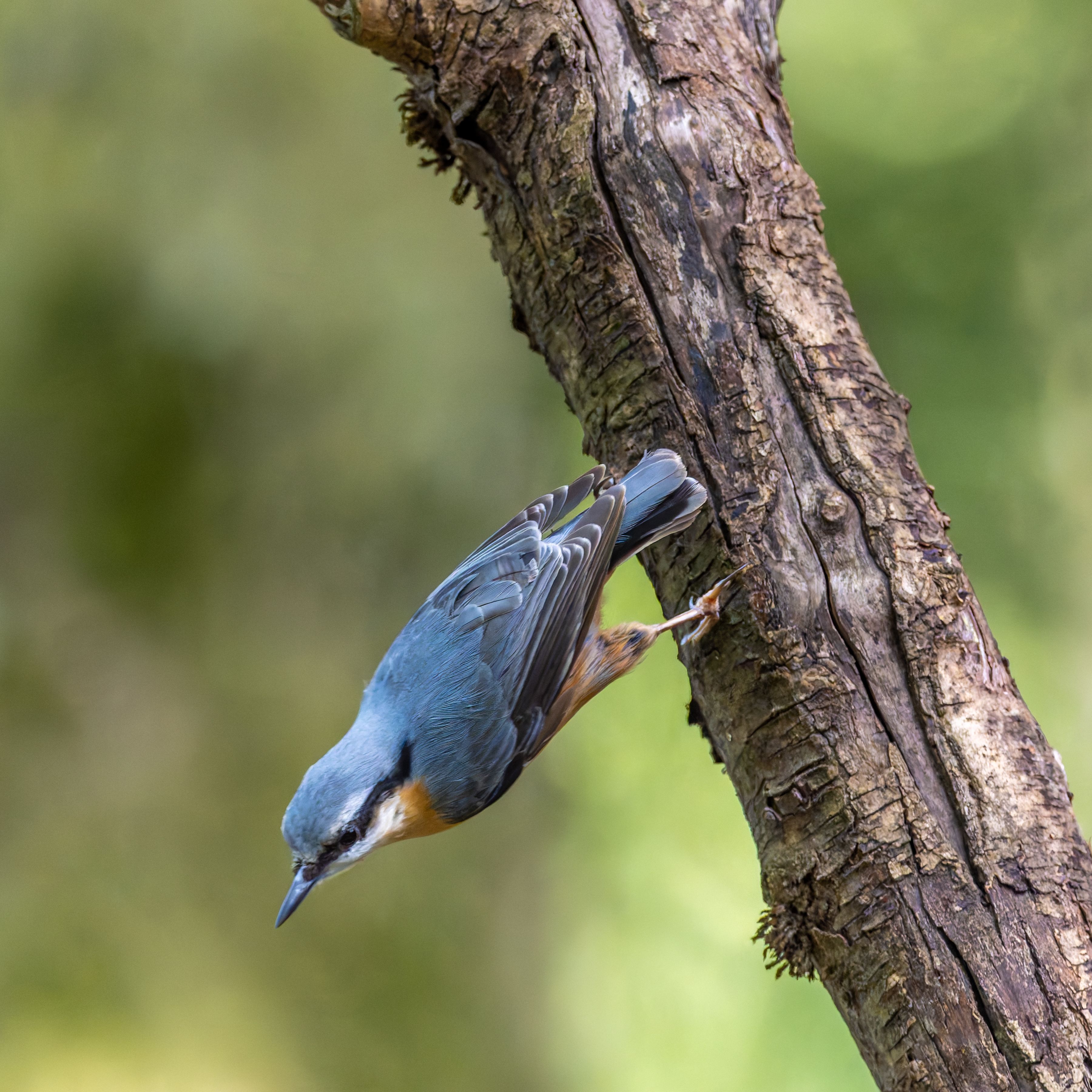 Eurasian Nuthatch perched on a tree in a natural setting, displaying vivid plumage.