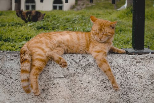 Free A serene ginger cat lounging on a stone wall in İstanbul, Türkiye. Perfect for pet and travel themes. Stock Photo