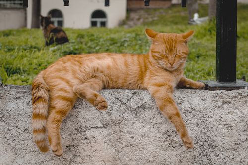 Free A ginger tabby cat relaxes on a stone wall in a peaceful outdoor setting, capturing a serene moment. Stock Photo