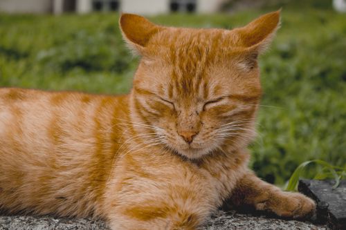 Free A serene ginger cat laying outdoors, enjoying a sunny day and relaxing on a stone surface. Stock Photo