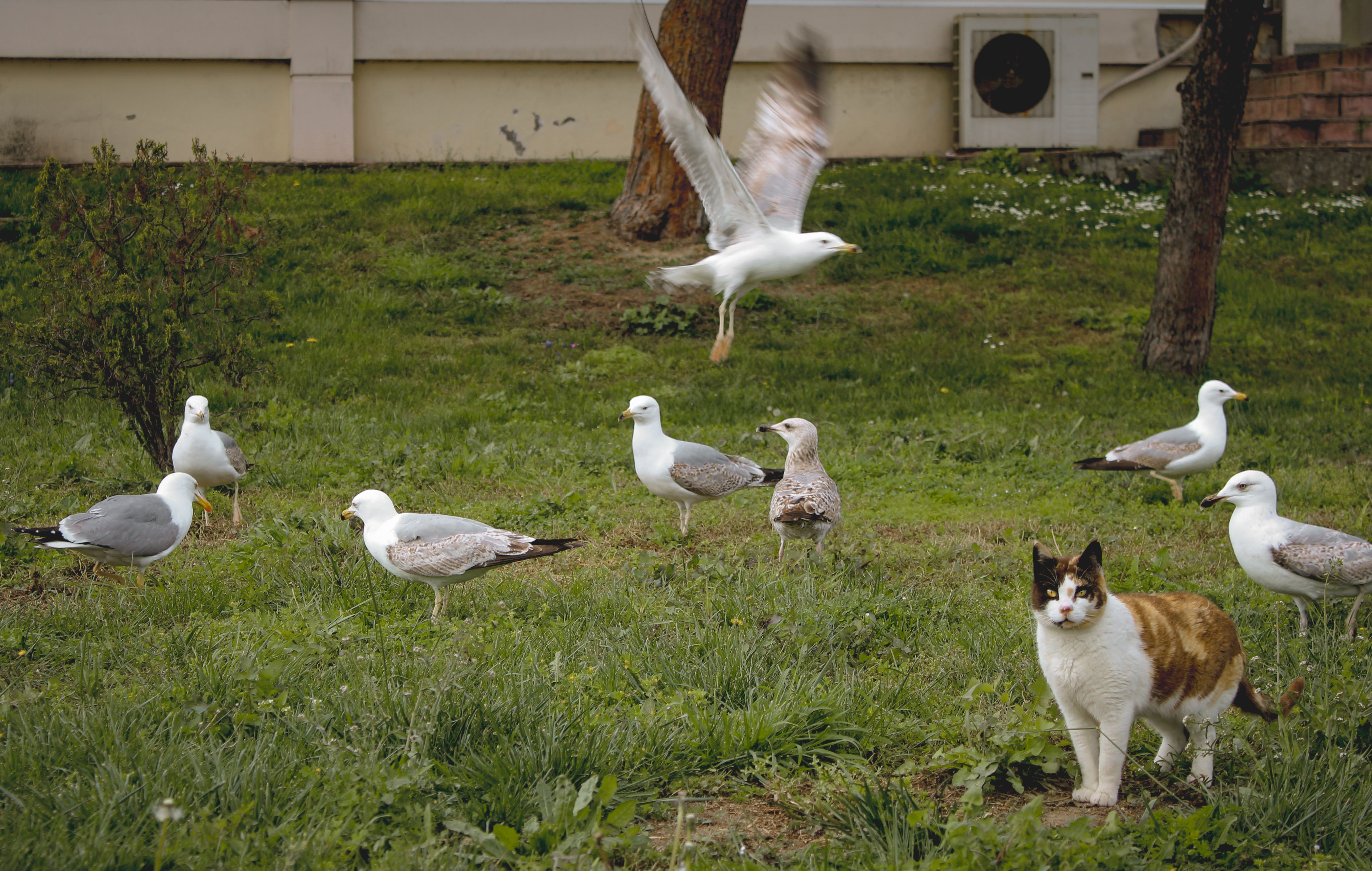 A group of seagulls and a cat coexist on a spring day in a grassy field.