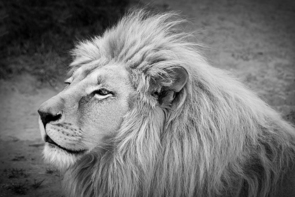 Close-up black and white portrait of a majestic lion, highlighting its regal mane and intense gaze.