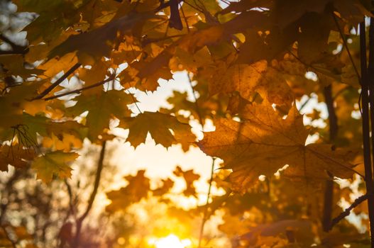 Warm autumn sunlight shining through vibrant maple leaves, capturing the essence of fall.