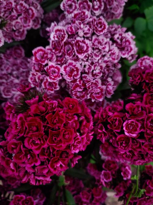 Free Bright magenta and pink Sweet William flowers in full bloom, showcasing intricate patterns. Stock Photo