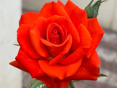 Detailed close-up of a vibrant red rose with fresh water droplets, symbolizing beauty and romance.