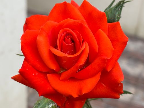 Free Detailed close-up of a vibrant red rose with fresh water droplets, symbolizing beauty and romance. Stock Photo