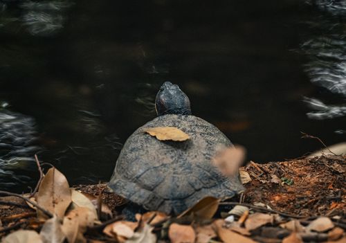 Free A turtle rests near a body of water in Thailand surrounded by leaves in a serene environment. Stock Photo