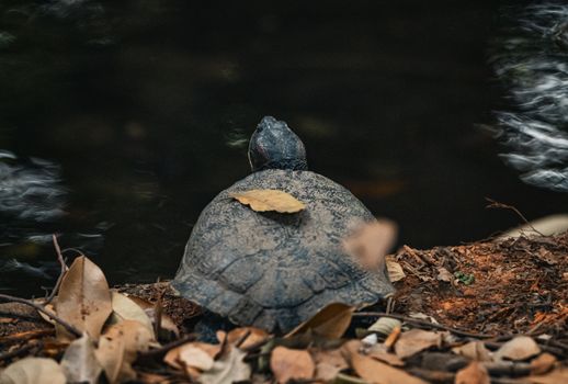 A turtle resting on a riverbank with autumn leaves, capturing nature's beauty. Shot outdoors in Thailand.