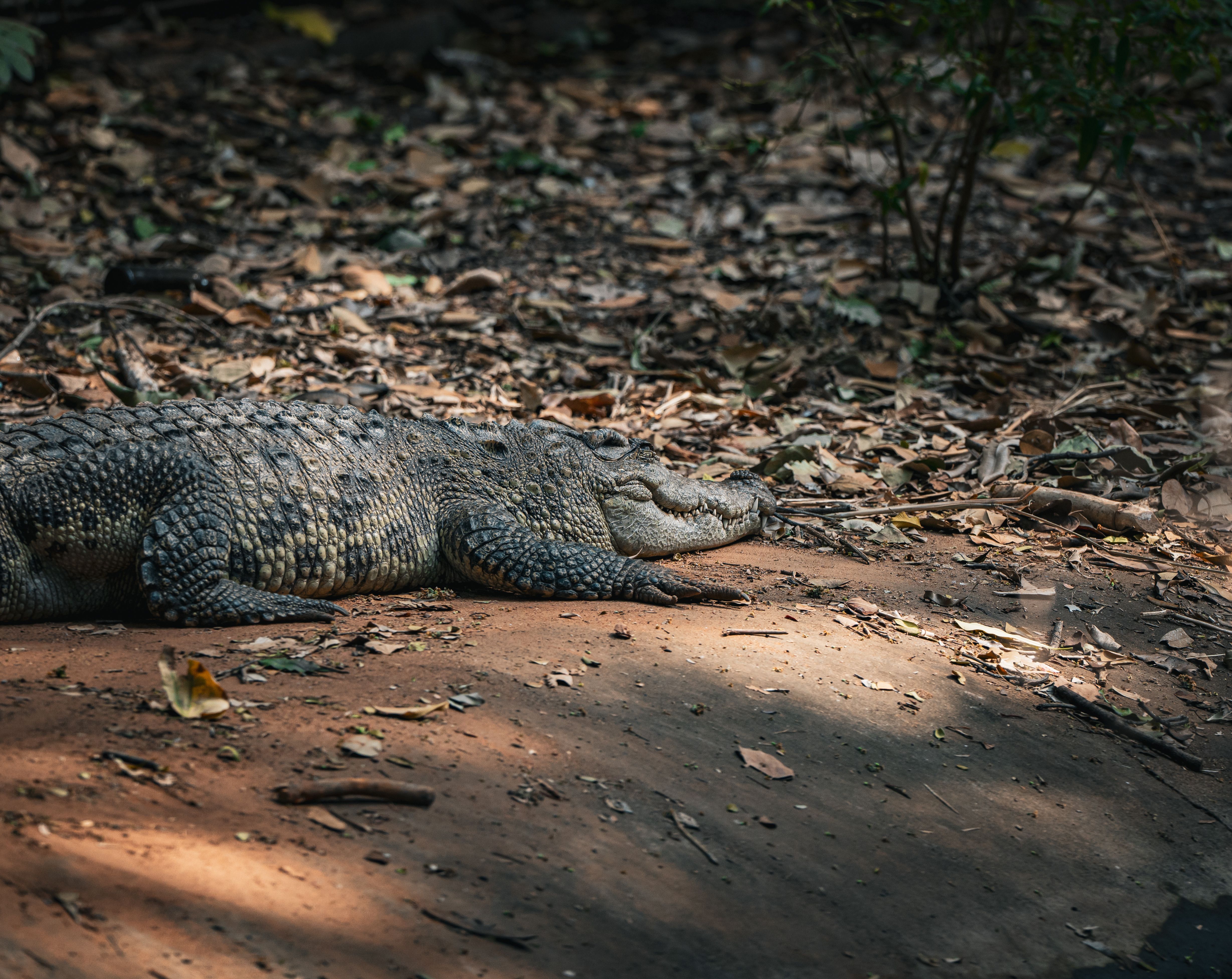A wild crocodile relaxing under sunlight on a forest floor in Thailand.